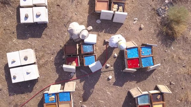 Beekeeper performs beehives maintenance work. Aerial view of Bee Keepers while working.