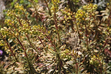Euphorbia characias spring flower blossom