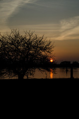 Baum bei Sonnenuntergang