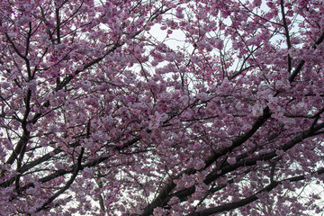A Blooming Pink Tree on a Clear Sky