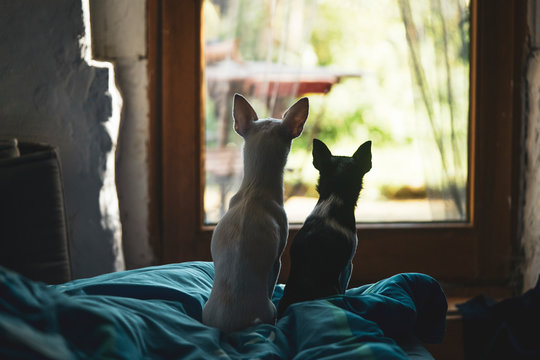 two tiny dogs sit and look out door glass into sunny garden