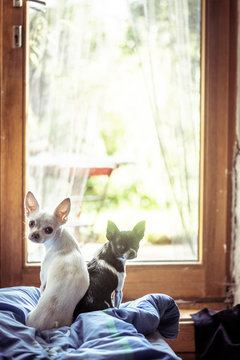 two tiny chihuahua brothers sit in window and look back at camera