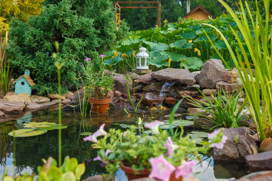 Beautiful artificial little pond for growing koi carps in the garden near the house. There are a lot of green plants around, a stream flows and flowers bloom. Water lily sheets on the surface of the