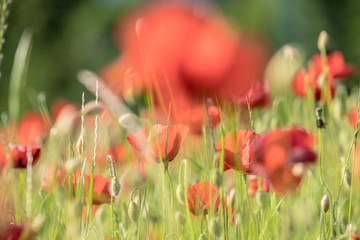 field of red poppies