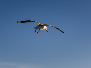 Flying Seagull, Australia