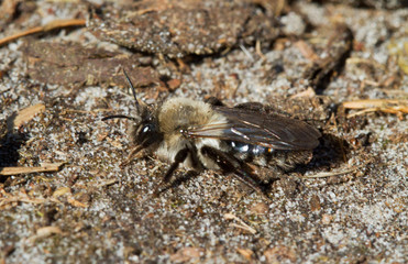 Female Grey-backed mining bee on the ground