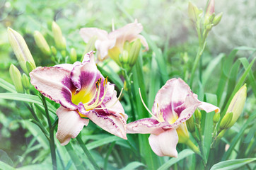 A flowering daylily Bush with pink ruffled flowers and a purple core. Selective focus