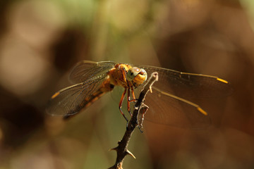 dragonfly on a leaf