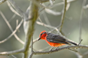 Vermilion flycatcher (Pyrocephalus rubinus) male perched still on branches