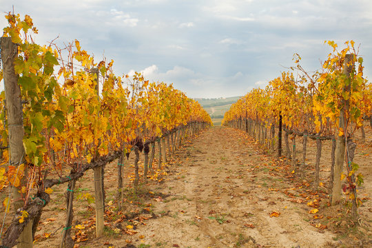 landscape of vineyard of  tuscany in autumn in Italy