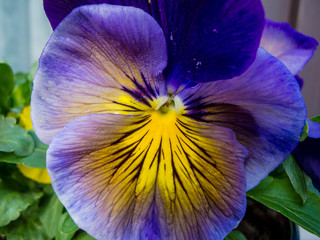 Close up der Blüte eines Veilchens