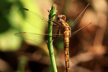 dragonfly on a branch