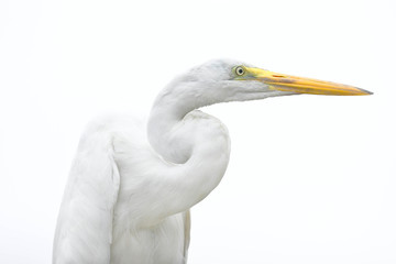 Fototapeta premium Great egret (Ardea alba), detail of the head of beautiful specimen in freedom