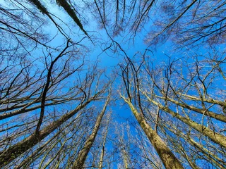 Fototapete blue sky and trees © Geert
