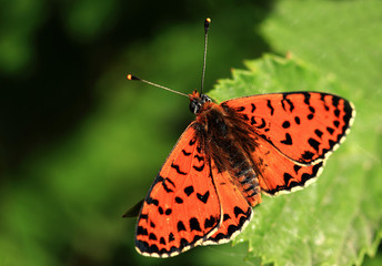butterfly on a leaf
