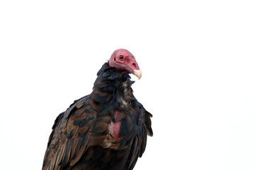 Turkey vulture (Cathartes aura), detail of the approach to the specimen perched and displaying the wings.