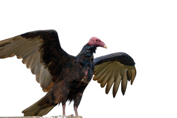 Turkey vulture (Cathartes aura), detail of the approach to the specimen perched and displaying the wings.