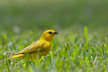 Saffron finch (Sicalis flaveola) looking for its food on the lawn