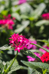 colourful flowers and nature
