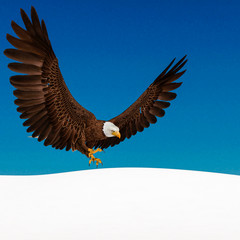 bald eagle is attacking on white snow