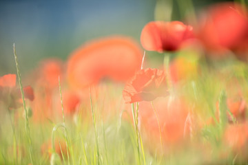 field of red poppies