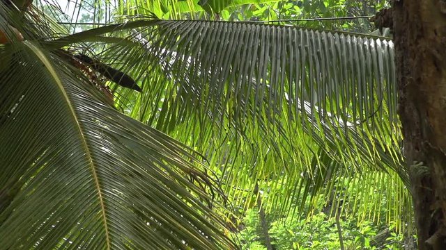 Life jungle, palm trees, natural phenomenon, tropics, tropical rain, animal life
