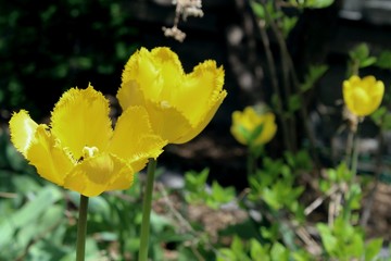 Obraz premium Beautiful spring flowers, yellow tulips on the flower bed in May in the city of Montreal. Transparent tulip petals with sunshine rays shining through, fresh floral decor of the urban streets.