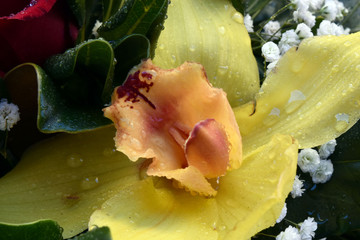 Centro di orchidea con gocce d'acqua © Simonetta