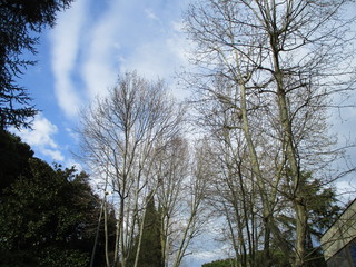 trees and blue sky