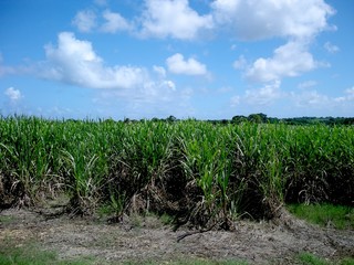 Champ de cannes à sucre