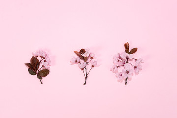 Pattern made of pink cherry blossom sakura on pink background.