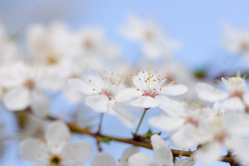 Flowering branch of fruit tree. Cherry blossomed in the spring.