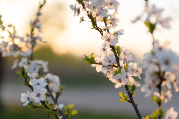 Flowering branch of fruit tree. Cherry blossomed in the spring.