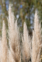 Cortaderia selloana, commonly known as pampas grass, on display
