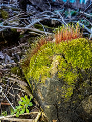 Amazing moss lit by the spring sun!