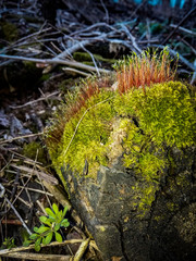 Amazing moss lit by the spring sun!