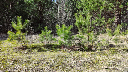 Glade pine forest