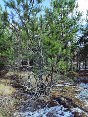 Old tree forest background pine tree blue sky