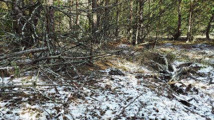 Old tree young forest forest pine tree