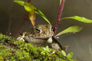  Natterjack toad  / Kreuzkröte (Epidalea calamita, Bufo calamita)