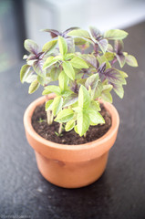 Small ceramic pot of basil