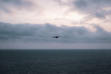 Fototapeta na wymiar Flying bird over sea against cloudy sky