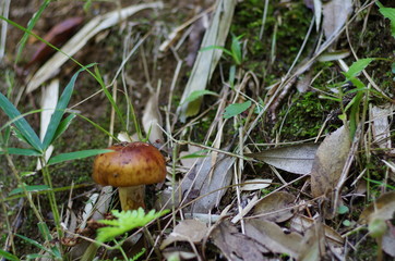 森に生えるキノコ