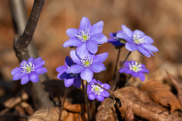 Hepatica, spring blue forest flowers
