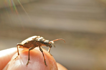 Nahansicht eines kleinen Zangenbocks