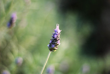 Lavanda