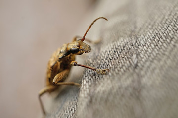 Nahansicht eines kleinen Zangsbocks