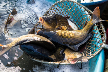 Living carps at water tank, traditional  Christmas market, Prague, Czech republic
