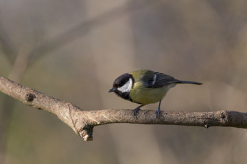 Great tit getting ready to fly