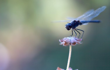 Libellule sur une fleur 